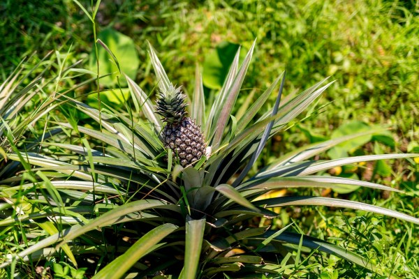 Laos-Vietnam-5D_8686-Final.jpg Laos Vietnam 5D 8686 Final