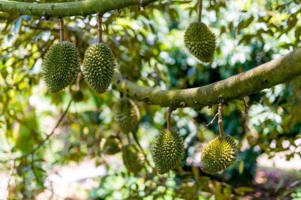 Laos-Vietnam-5D_8689-Final.jpg Laos Vietnam 5D 8689 Final