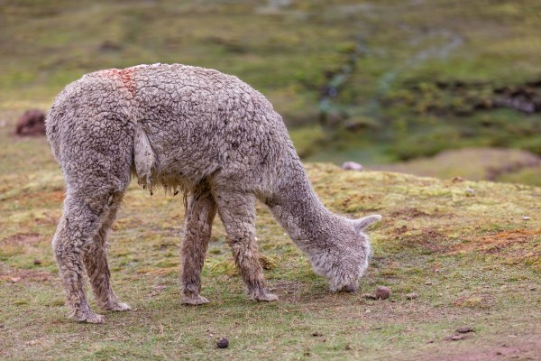 Suedamerika 1214 Final 5DMk3