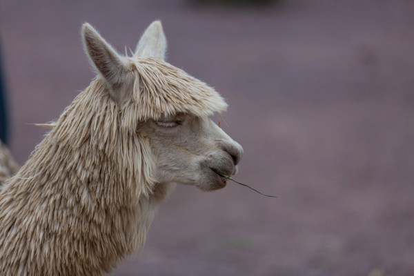 Suedamerika 1237 Final 5DMk3