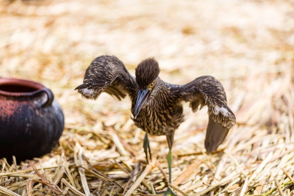 Suedamerika 1625 Final 5DMk3