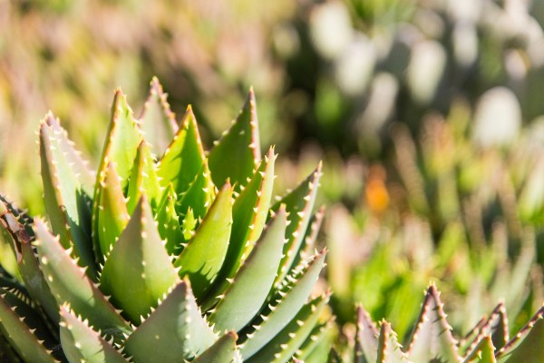 IMG 3706 Final 5DMk3