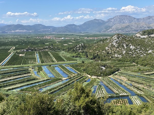 IMG_9895.jpeg IMG 9895